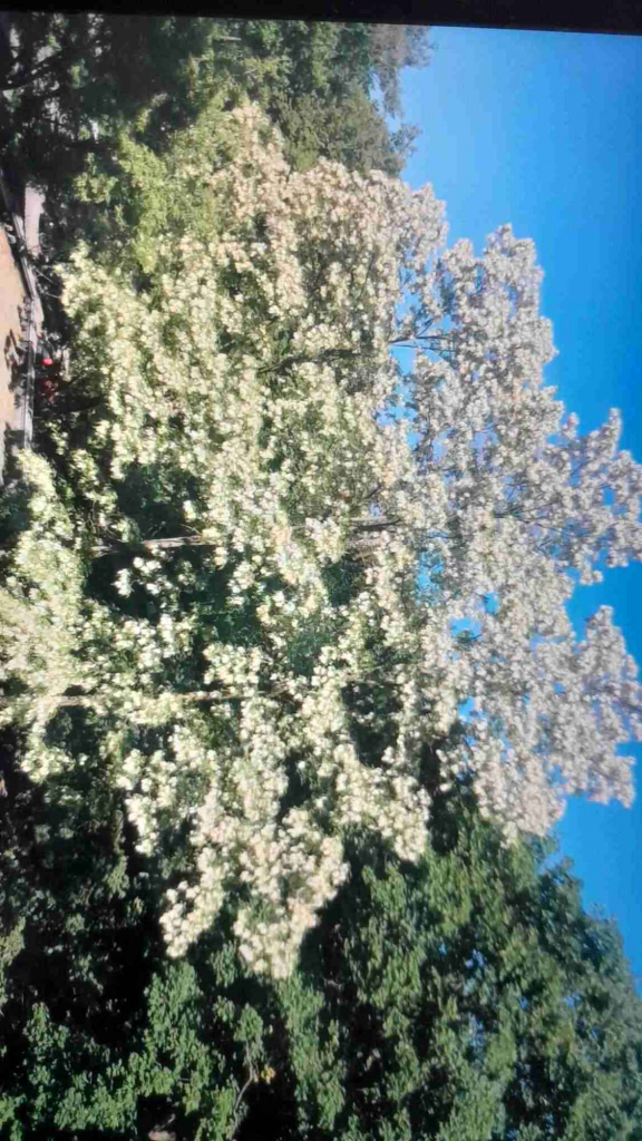 Wynajmę Mieszkanie Śródmieście - zdjęcie 2