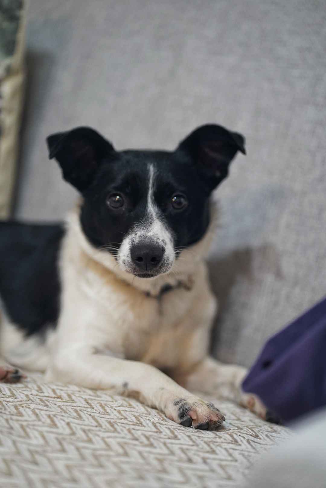 Dwie nakolankowe, domowe, wesołe sunieczki! Olsztyn - zdjęcie 9