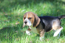 Beagle szczeniaczki ZKwP FCI po Championach Aleksandria - zdjęcie 5