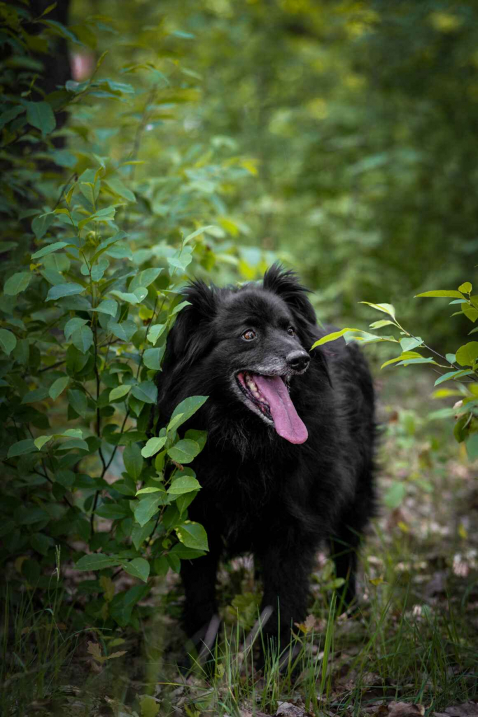 Piękny Leopold, uratuj go zza krat! Olsztyn - zdjęcie 5