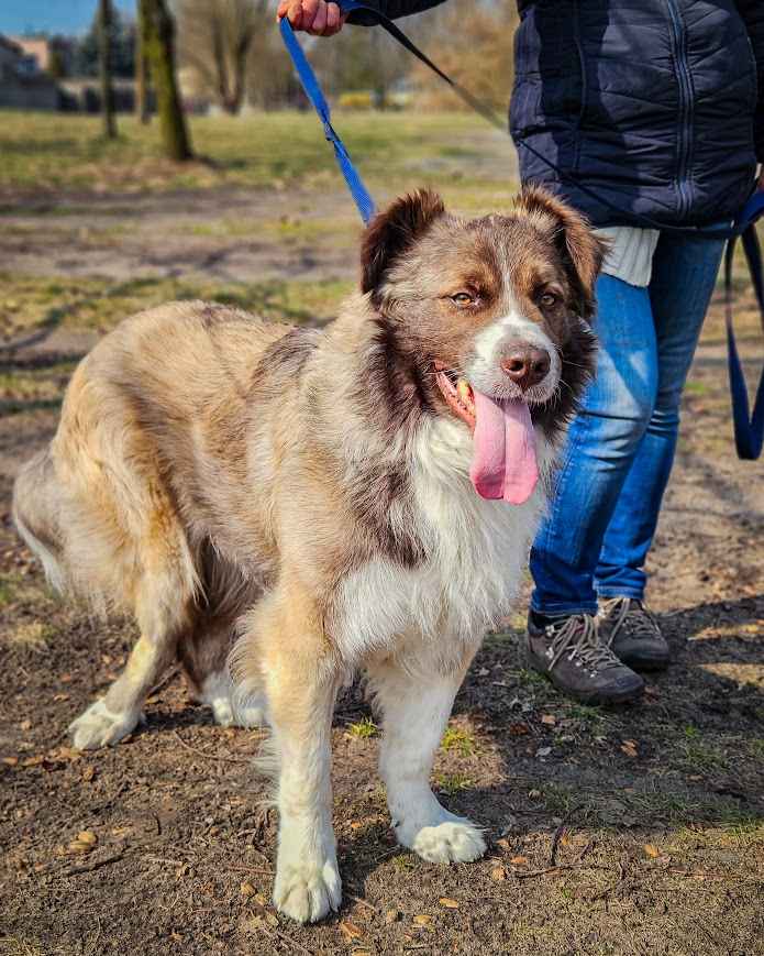 Cudowny, proludzki Rubin kompletnie nie radzi sobie w schronisku :( Rembertów - zdjęcie 1