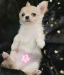 Śliczny, rodowodowy chłopiec Chihuahua długowłosy Toruń - zdjęcie 1