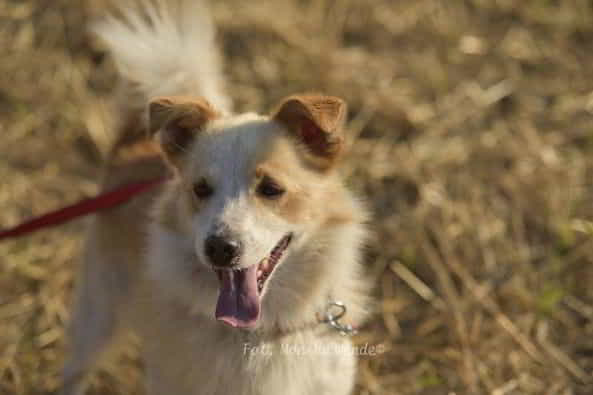 Kamel - mały wojownik gotowy na miłość ♥️🏡 Łętkowice - zdjęcie 3