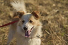 Kamel - mały wojownik gotowy na miłość ♥️🏡 Łętkowice - zdjęcie 3