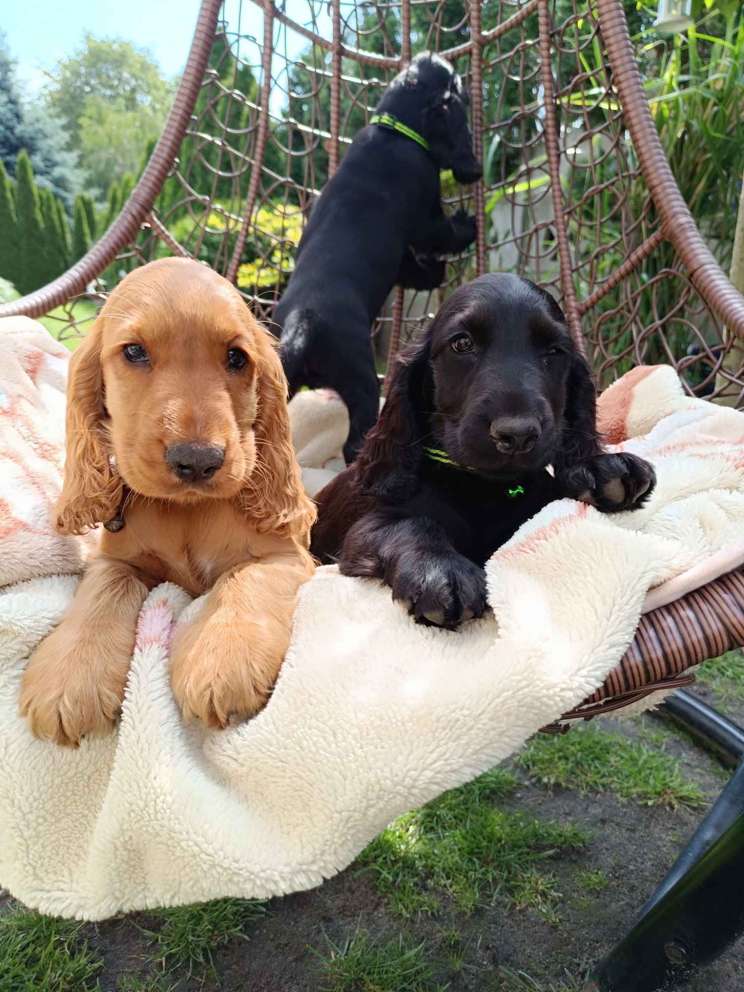 Cocker Spaniel Angielski Bałuty - zdjęcie 12