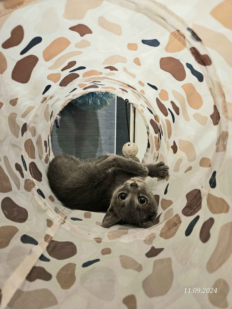 Rosyjski niebieski - kotka, kot Mińsk Mazowiecki - zdjęcie 5