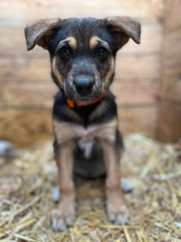 Kiwi - 9 tygodniowa, wesoła sunia SZCZENIAK do adopcji Olsztyn - zdjęcie 2