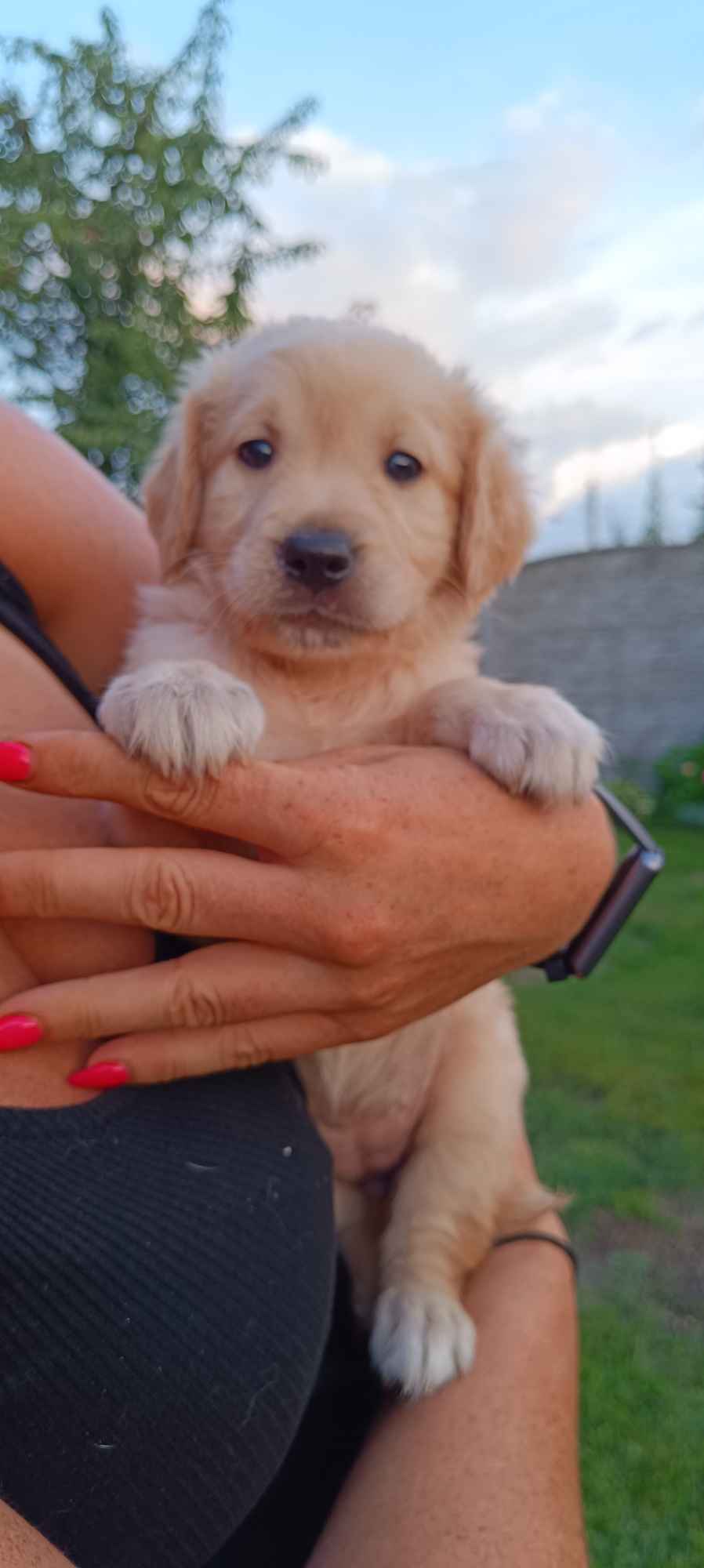 Golden Retriever odbiór początek sierpnia Rakoniewice - zdjęcie 8