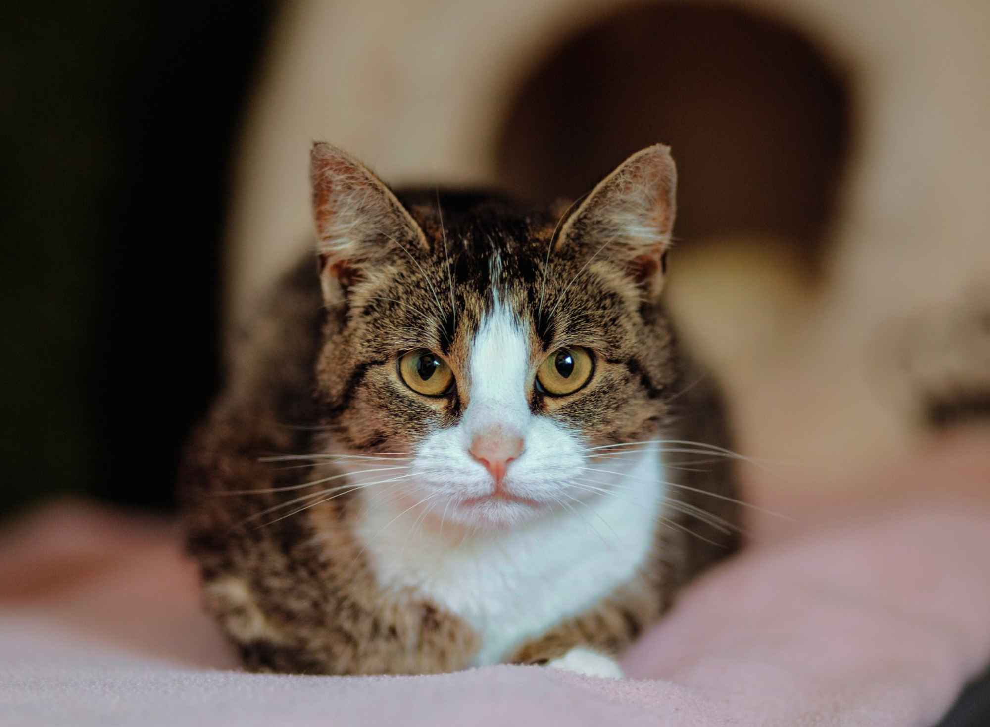 Cudowna Marzenka, wyjątkowa kotka do adopcji Olsztyn - zdjęcie 1