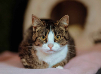 Cudowna Marzenka, wyjątkowa kotka do adopcji