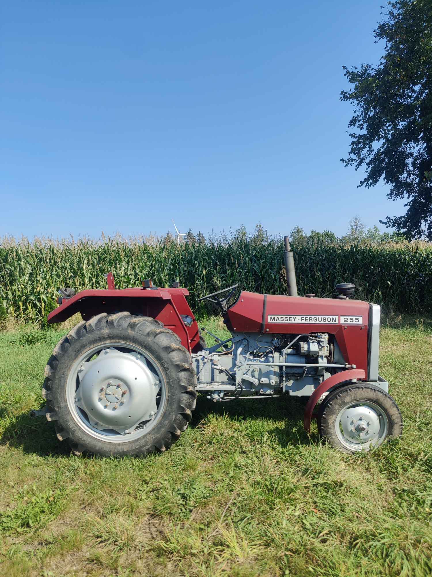 Sprzedam MASSEY FERGUSON 255 Danowo - zdjęcie 3