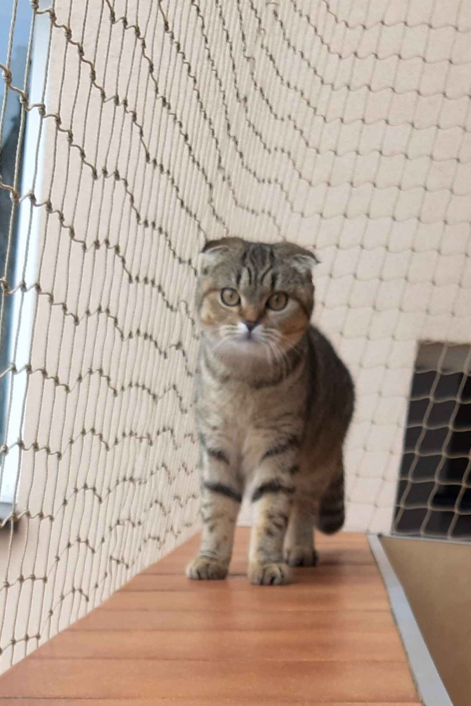 Siatka dla kota Opole Województwo Opolskie Opole - zdjęcie 1