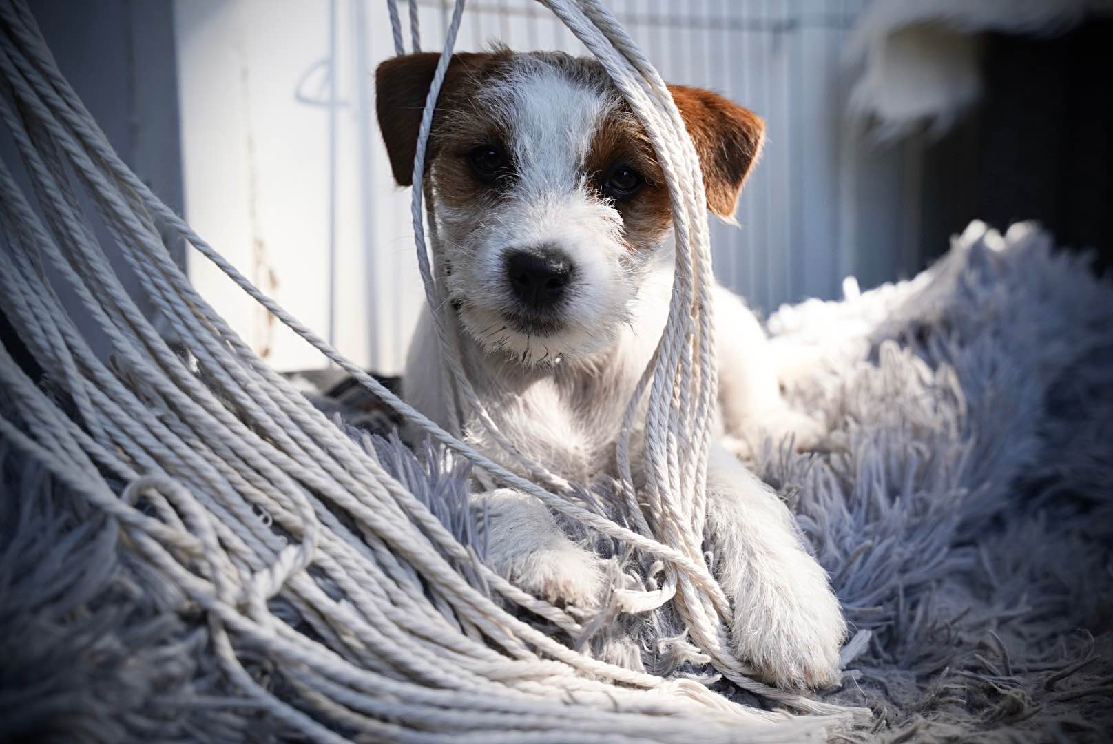 Sunia Jack Russell Terrier Sosnowiec - zdjęcie 2