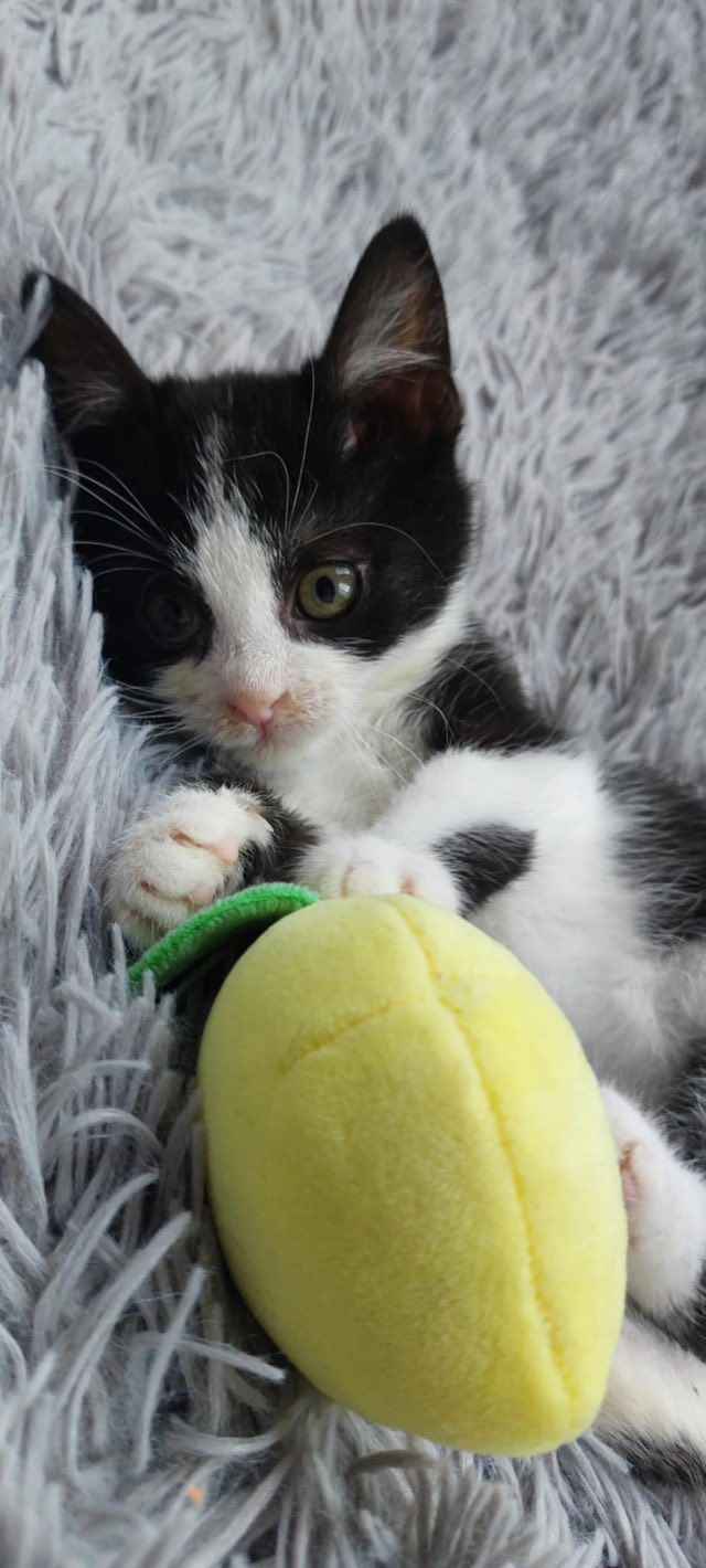 Teddy - malutki kociaczek szuka domu! Olsztyn - zdjęcie 4