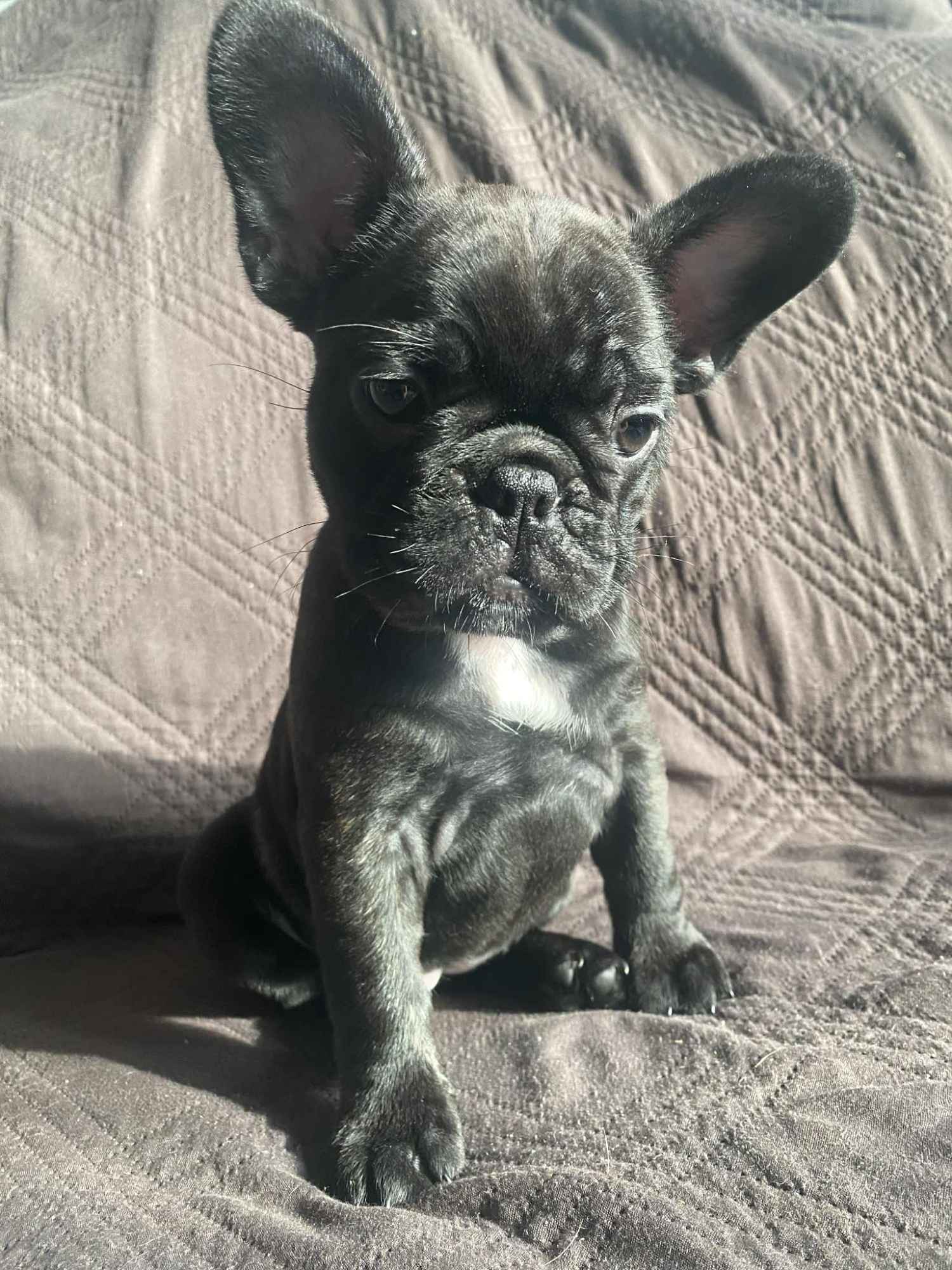 Buldog Francuski Celestynów - zdjęcie 8