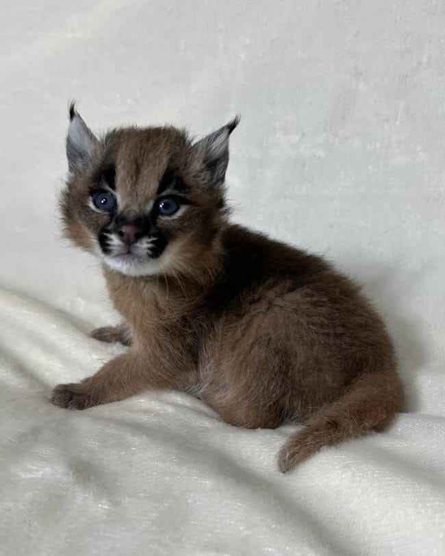 Kocię karakala dostępne Bemowo - zdjęcie 2