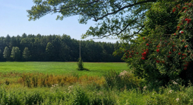 Działka z WZ Borsukówka gm. Dobrzyniewo Duże