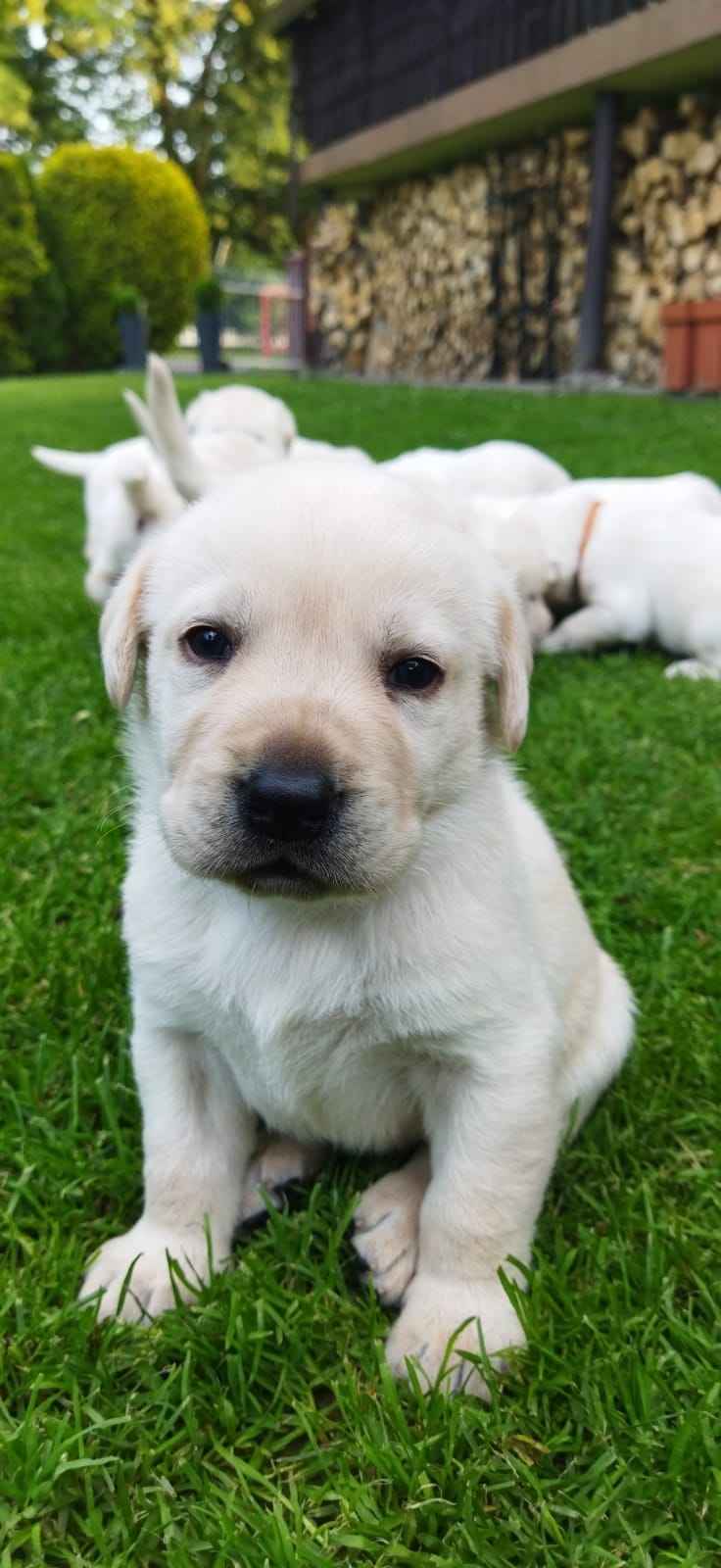 szczeniaki Labrador Zasole - zdjęcie 3