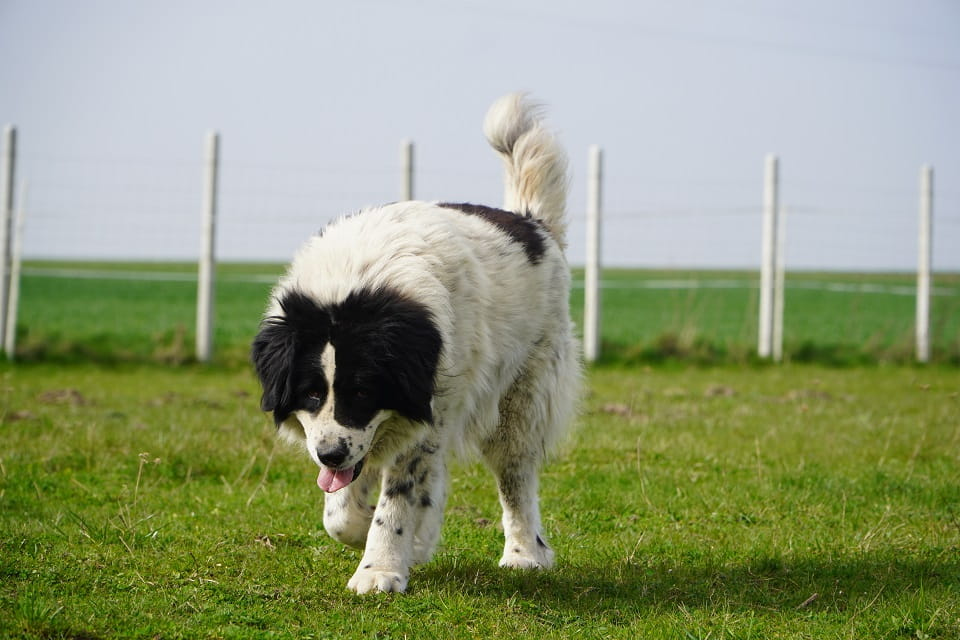 Kacper czeka właśnie na Ciebie! Łętkowice - zdjęcie 2