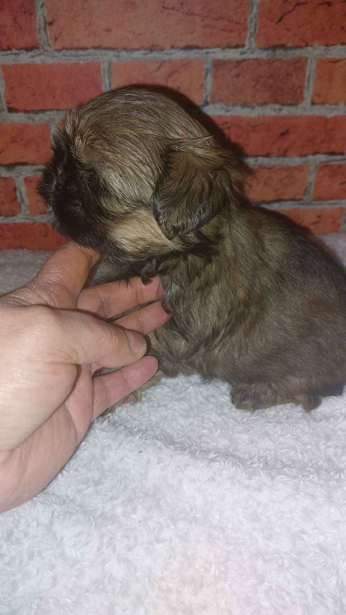 Shih-tzu do odbioru Skarszewy - zdjęcie 3