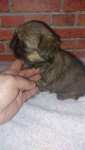 Shih-tzu do odbioru Skarszewy - zdjęcie 3