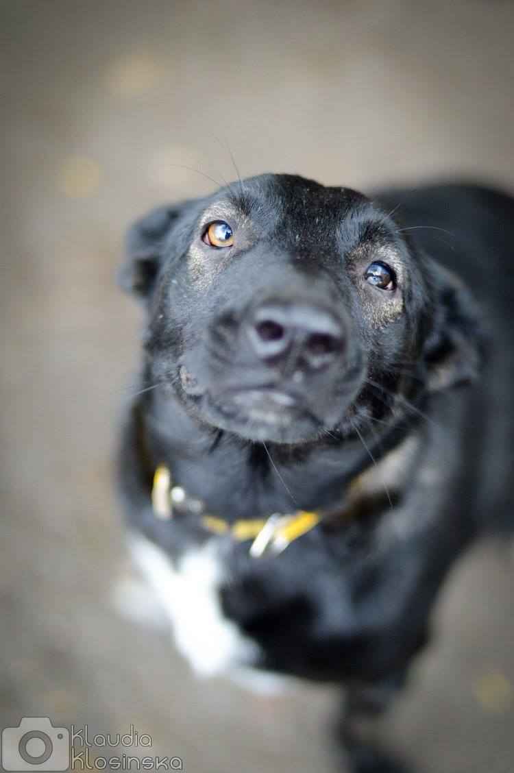 Marko - niekonfliktowy, wesoły psiak szuka domu! Olsztyn - zdjęcie 6