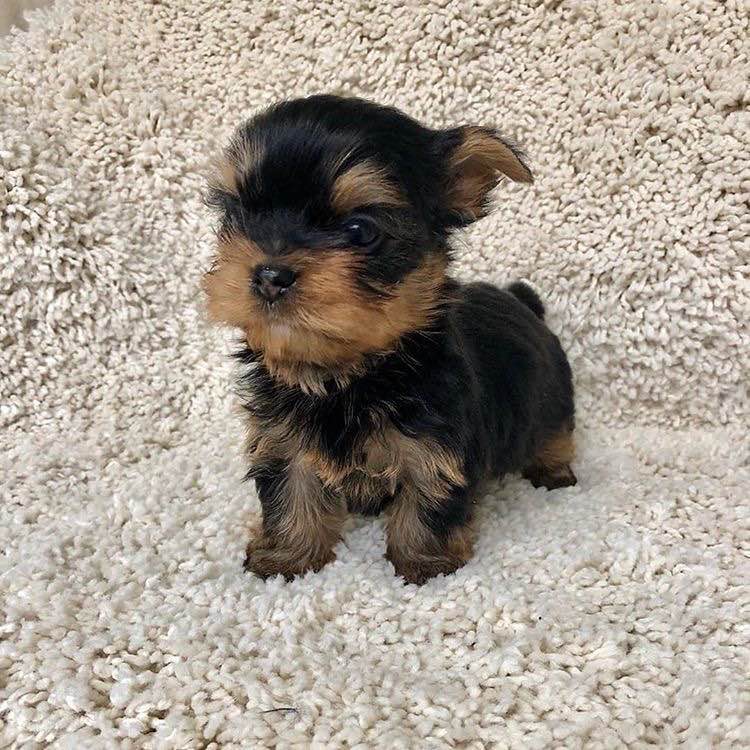 Szczenięta Yorkshire terrier miniaturowe dostępne już teraz. Krowodrza - zdjęcie 1