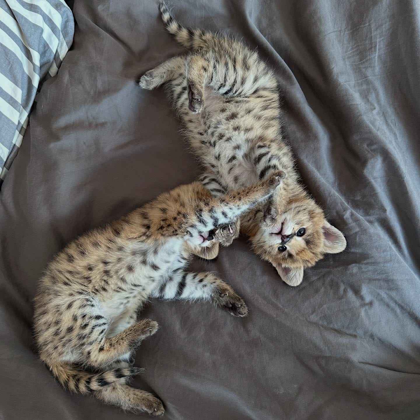 Wyjątkowy serwal: elegancja sawanny w Twoim domu Bemowo - zdjęcie 3