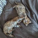 Wyjątkowy serwal: elegancja sawanny w Twoim domu Bemowo - zdjęcie 3