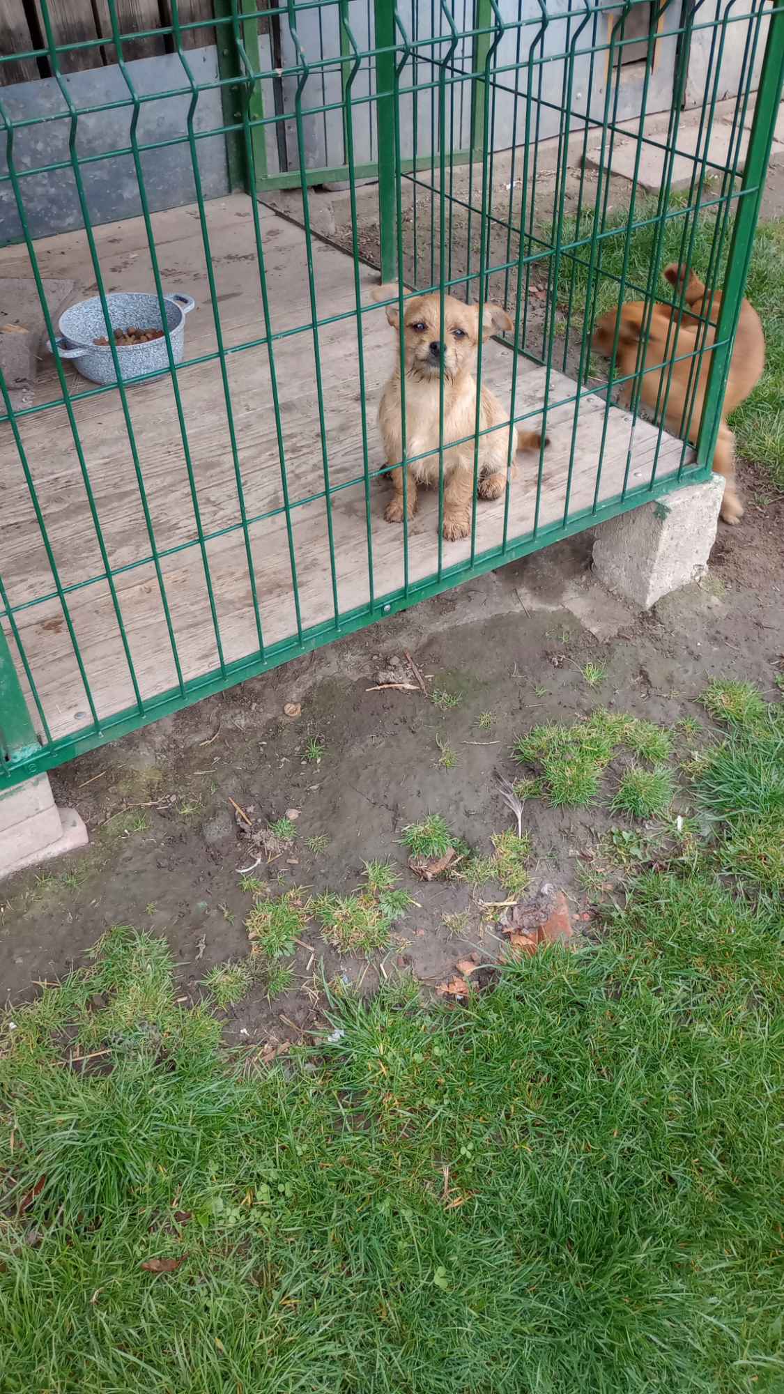 Piesek półroczny do wydania Stogniowice - zdjęcie 5