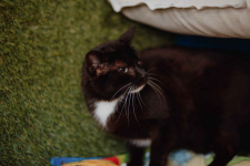 Cudowny Bryś, niekonfliktowy kotek szuka domu! Olsztyn - zdjęcie 5