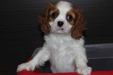 Cavalier King Charles Spaniel-szczeniaczek ZKwP Aleksandria - zdjęcie 2