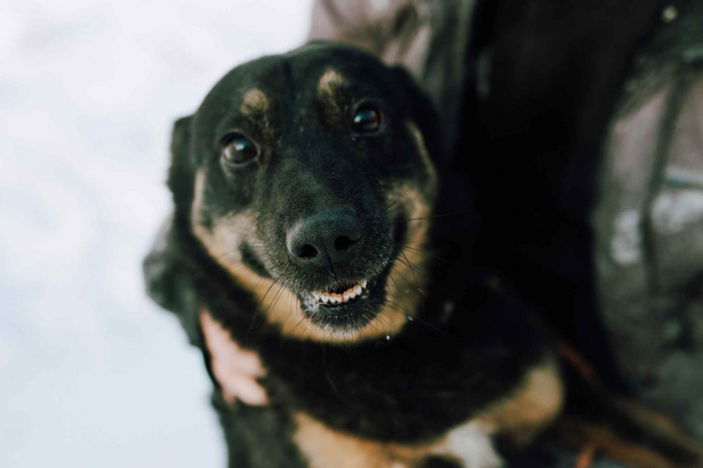 Red - cudowny, zwykły pies o niezwykłym sercu Olsztyn - zdjęcie 1