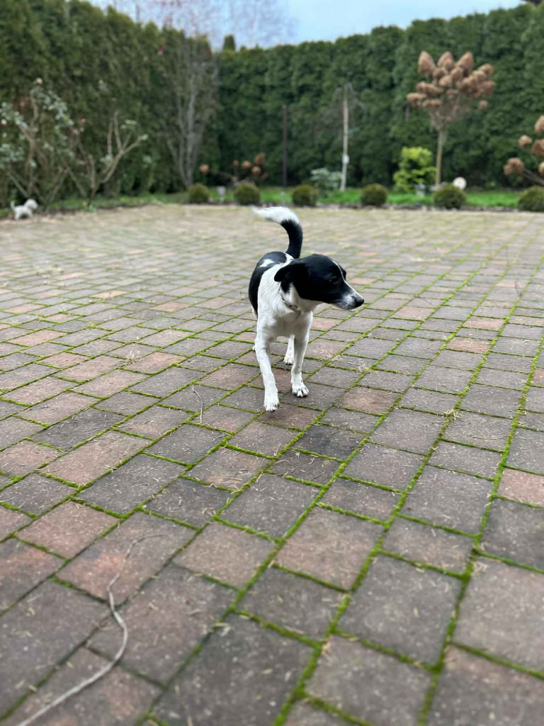 Dwie nakolankowe sunie jamnik mix szukają domu! Olsztyn - zdjęcie 4