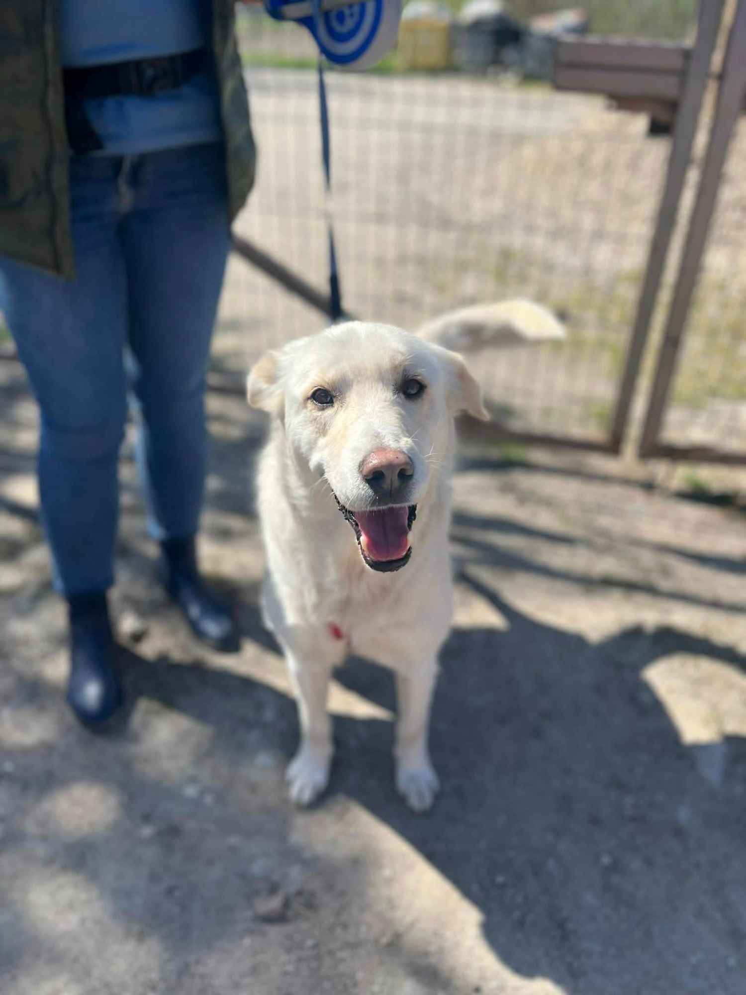 Rodzinny, inteligentny psiak szuka domu! Olsztyn - zdjęcie 1