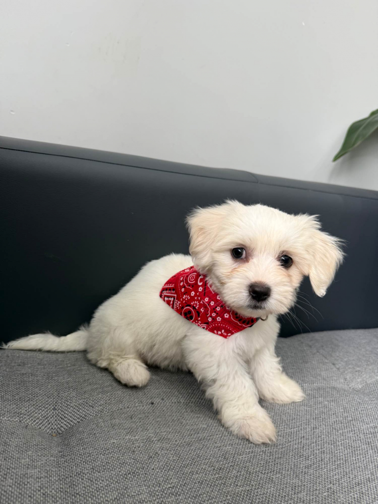 Suczka Maltańczyk Rydułtowy - zdjęcie 5