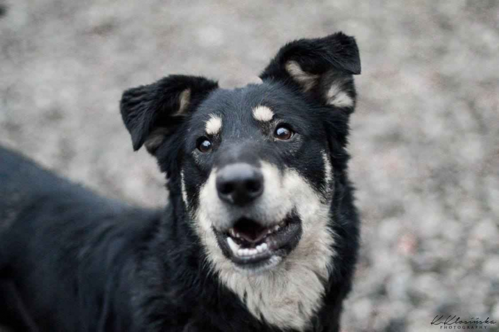 Pixel - wesoły, łagodny psiak szuka domu! Olsztyn - zdjęcie 3