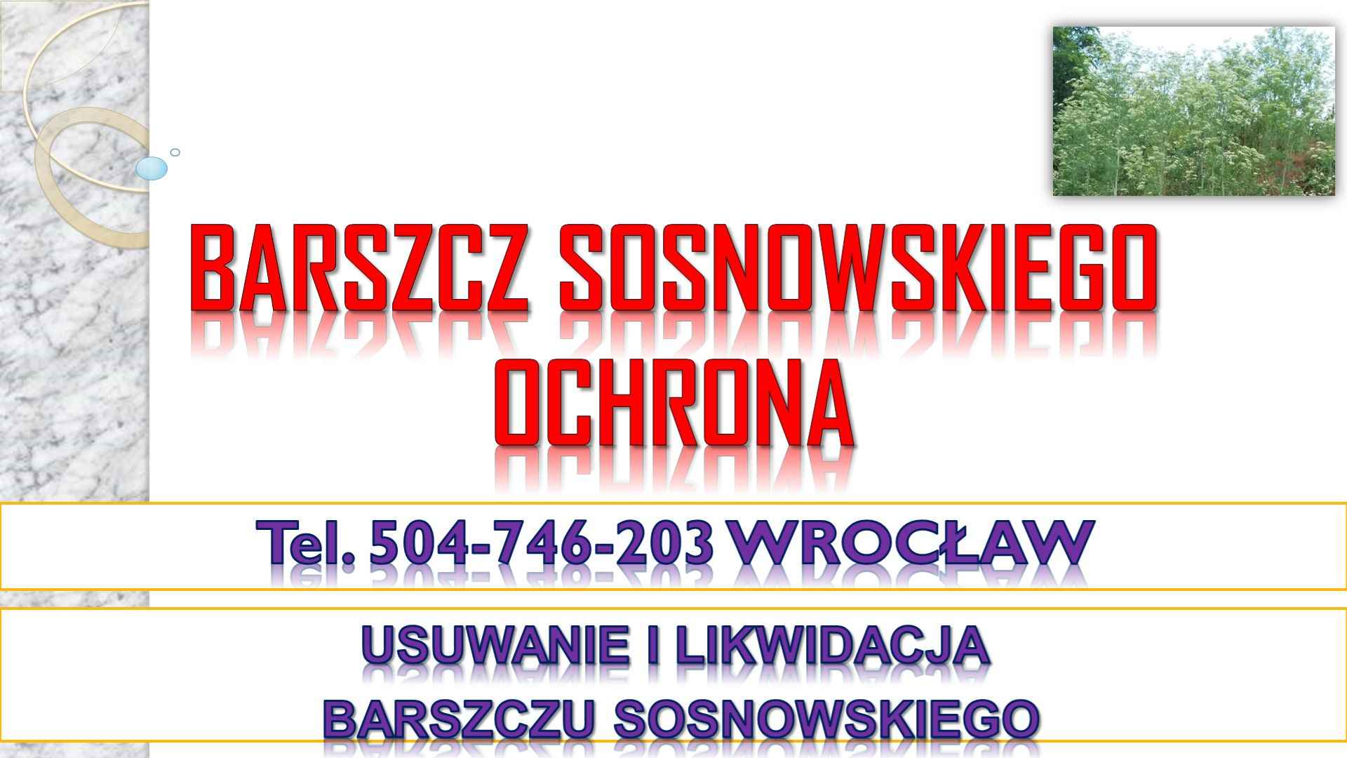 Usuwanie barszczu Sosnowskiego, cena, tel. 504-746-203, Wrocław. Psie Pole - zdjęcie 4