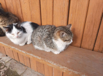 oddam w dobre ręce kocięta Płońsk - zdjęcie 5