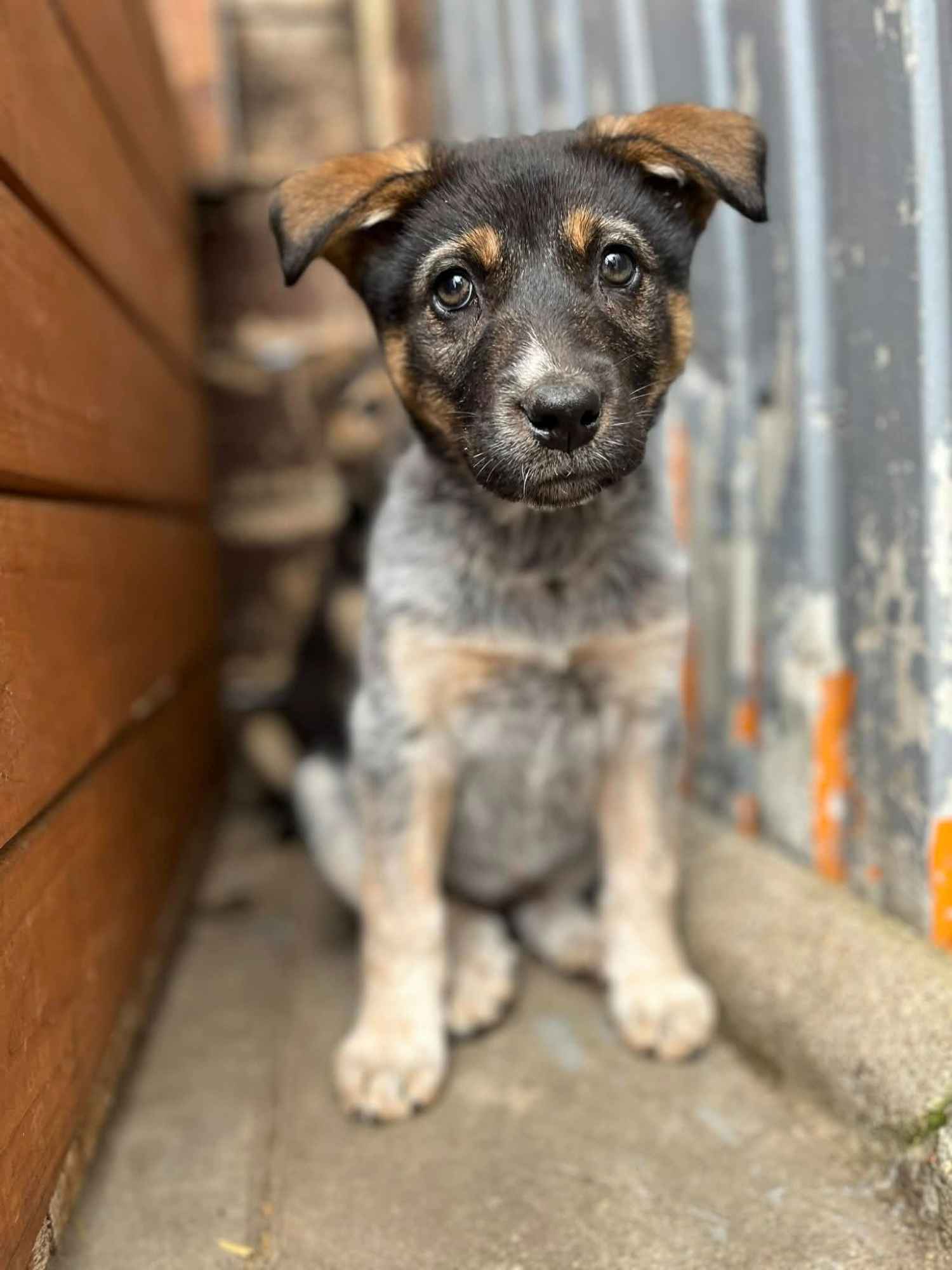 Pyza - słodka, 8 tygodniowa sunia szczeniak szuka domu Olsztyn - zdjęcie 1