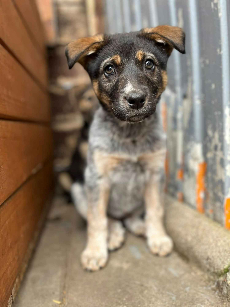 Pyza - słodka, 8 tygodniowa sunia szczeniak szuka domu Olsztyn - zdjęcie 1