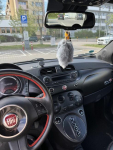 Fiat 500e Olsztyn - zdjęcie 5