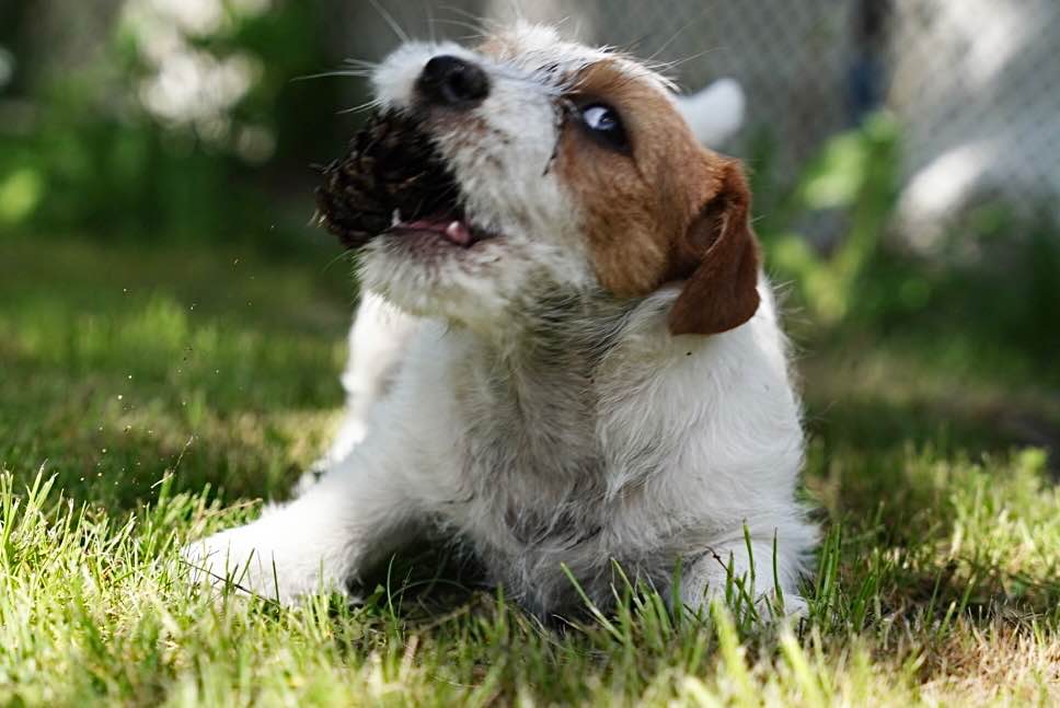 Sunia Jack Russell Terrier Sosnowiec - zdjęcie 3