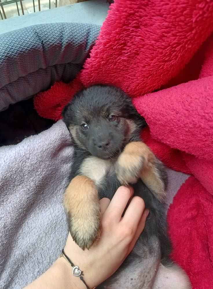 Sali - 8 tygodniowa, wesoła sunia SZCZENIAK adopcja Olsztyn - zdjęcie 2