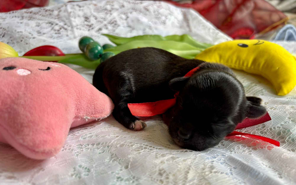 Hawańczyk – bajecznie wykolorowany szczeniak po Championce Pogórze - zdjęcie 7