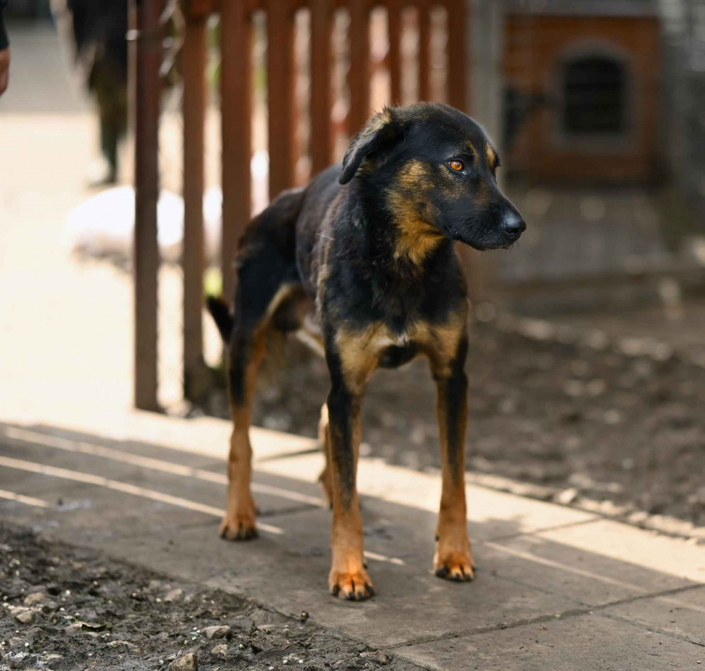 Orzysz - wspaniały, niekonfliktowy pies szuka domu! Olsztyn - zdjęcie 2