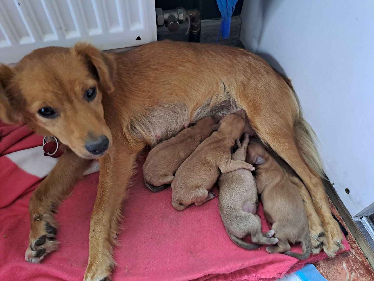 Szczeniaczki do oddania w dobre ręce Psary Małe - zdjęcie 1