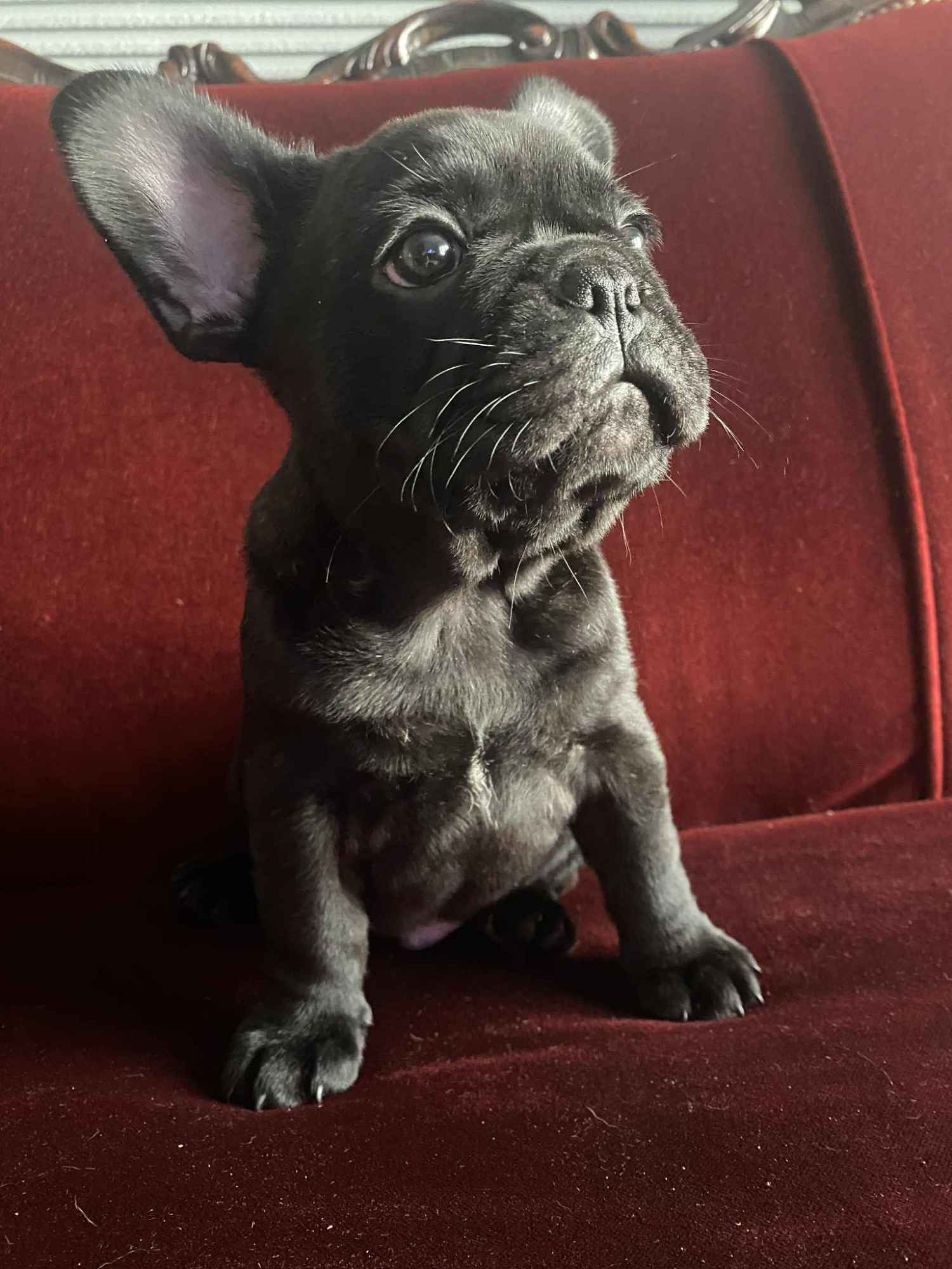 Buldog Francuski Celestynów - zdjęcie 12