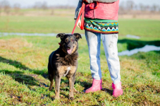 Red - przecudowny, proludzki, niekonfliktowy psiak! Olsztyn - zdjęcie 2