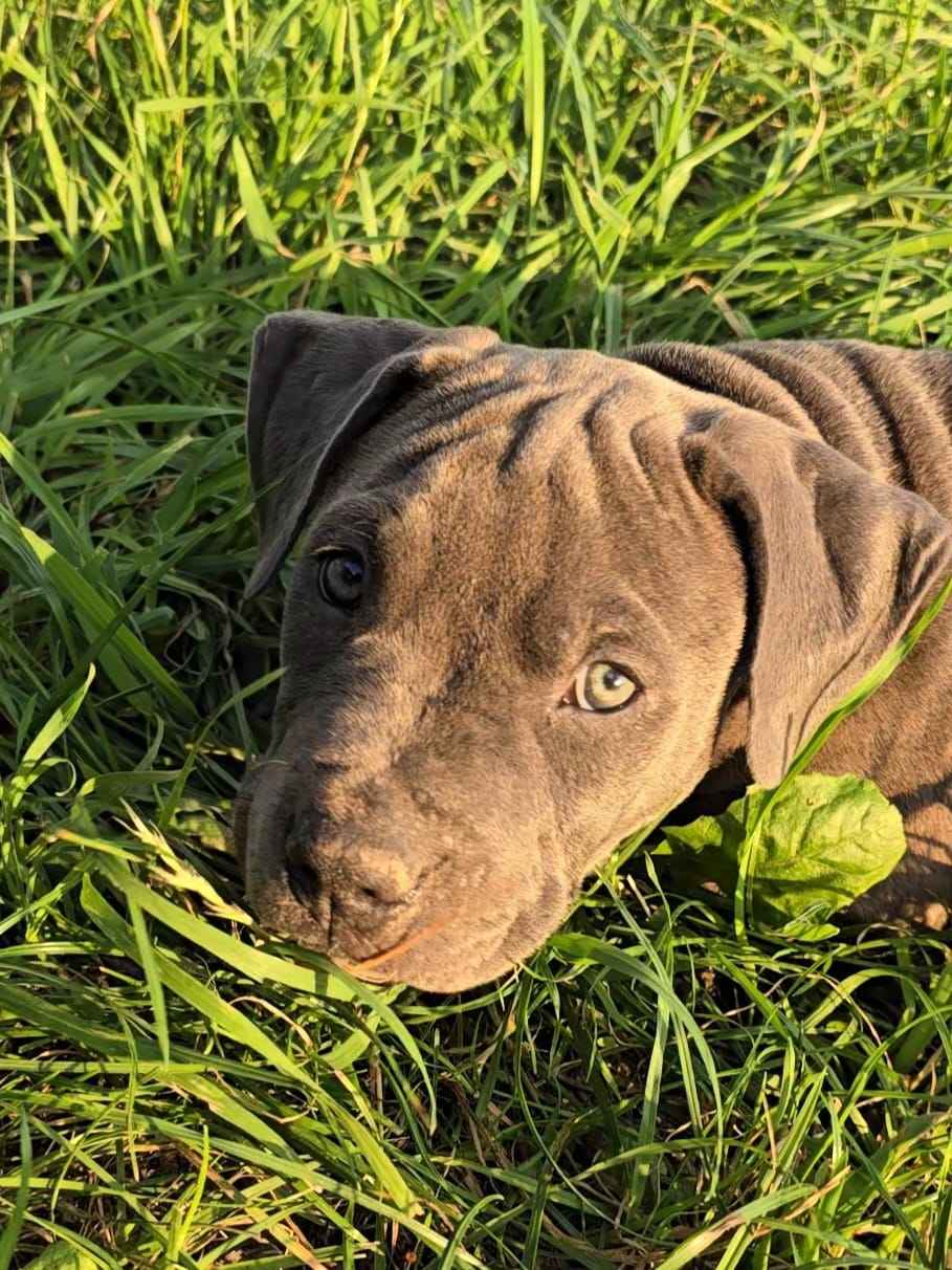 Blue Amstaff American Staffordshire Terrier Ludwin - zdjęcie 1